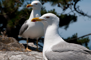 What do seagulls look like?